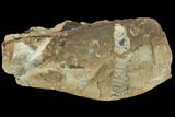 Fossil Fern (Pecopteris) - Mazon Creek #121002-1